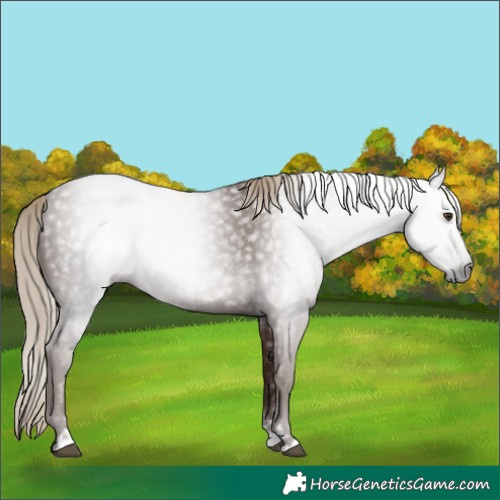 Horse Color:Gray Chestnut Rabicano