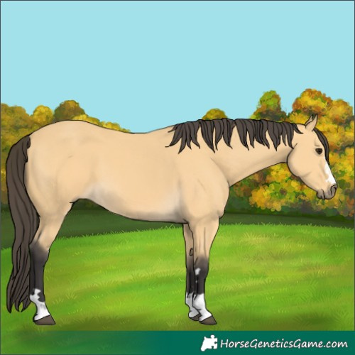 Horse Color:Buckskin 