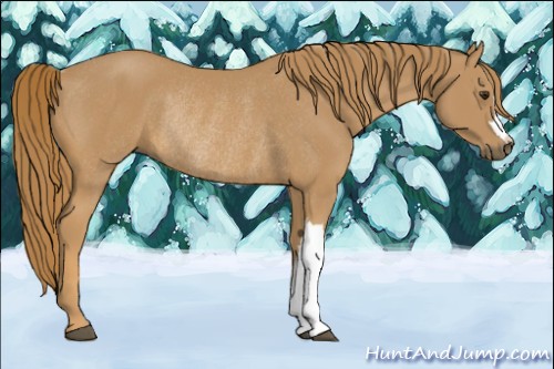 Horse Color:Chestnut Rabicano 