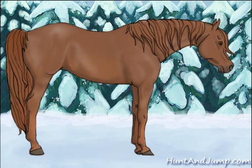 Horse Color:Chestnut Rabicano 