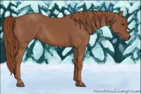 Horse Color:Chestnut Rabicano 