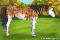 Horse Color:Buckskin Splash  and Buckskin Splash 