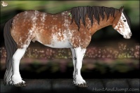 Horse Color:White Spotted Buckskin Sabino  and White Spotted Buckskin Splash 