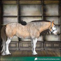 Horse Color:Buckskin Roan Splash and Buckskin Roan Splash