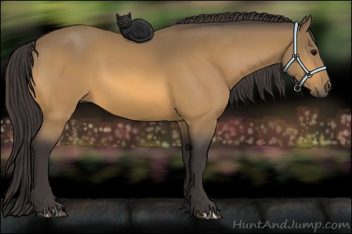 Horse Color:Buckskin 