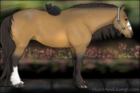 Horse Color:Buckskin 