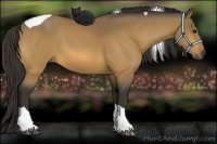 Horse Color:Buckskin Tobiano