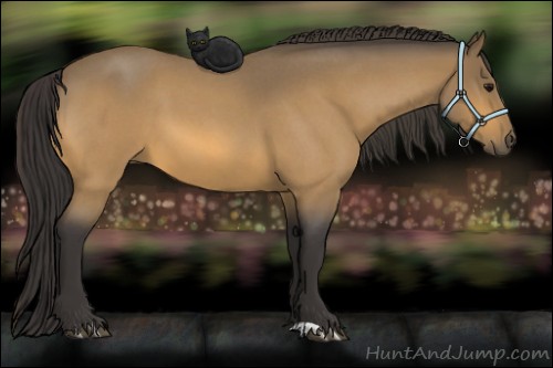 Horse Color:Buckskin Roan 