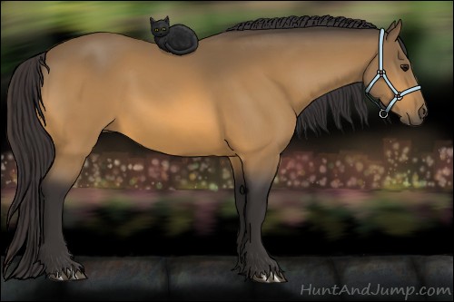 Horse Color:Buckskin 