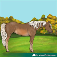 Horse Color:Chocolate Palomino 