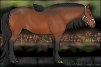 Horse Color:Brown 