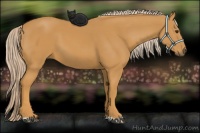 Horse Color:Palomino 