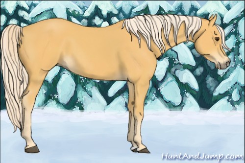 Horse Color:Palomino 