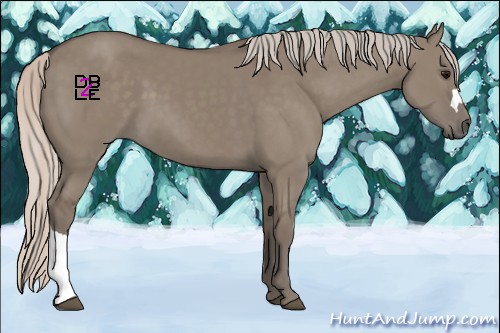 Horse Color:Silver Grullo 