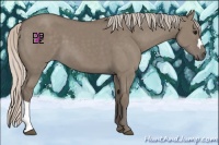 Horse Color:Silver Grullo 