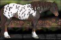Horse Color:Liver Chestnut Appaloosa Rabicano 