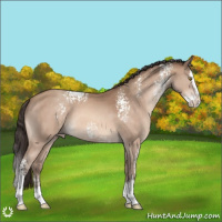 Horse Color:White Spotted Sable Champagne Splash 