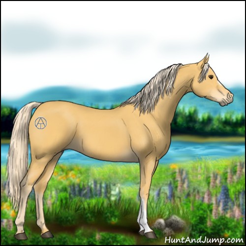 Horse Color:Palomino 
