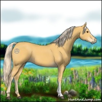 Horse Color:Palomino 