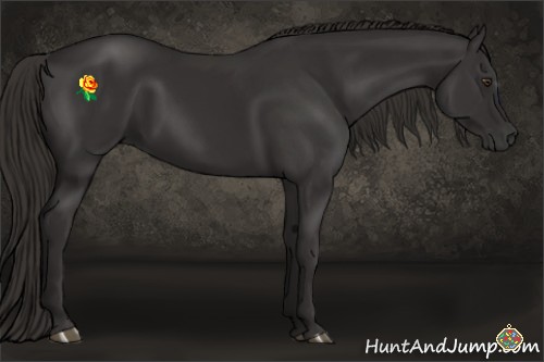 Horse Color:Liver Chestnut Sabino Rabicano 