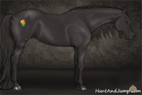 Horse Color:Liver Chestnut Sabino Rabicano 