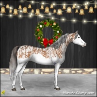 Horse Color:Buckskin Splash  and Buckskin Splash Appaloosa 