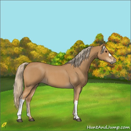 Horse Color:Red Roan 