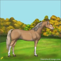 Horse Color:Red Roan 