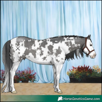 Horse Color:White Spotted Grullo Sabino Splash 