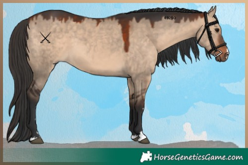 Horse Color:Bay Dun