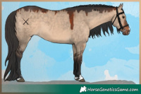 Horse Color:Bay Dun 