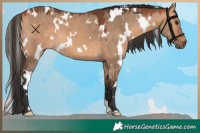 Horse Color:White Spotted Bay Dun