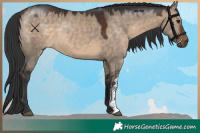 Horse Color:Brown Dun Sabino 