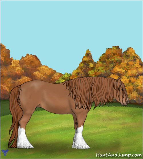 Horse Color:Chestnut 