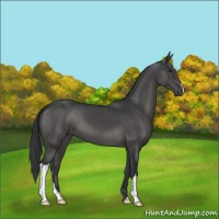 Horse Color:Black 