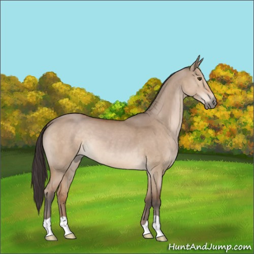 Horse Color:Bay Dun