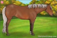 Horse Color:Silver Bay 