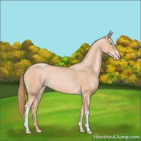 Horse Color:Gold Champagne 