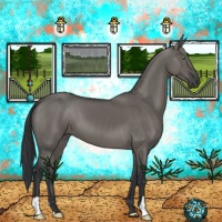 Horse Color:Grullo 