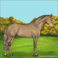 Horse Color:Chocolate Palomino Dun 