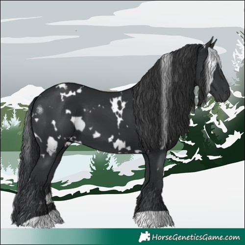 Horse Color:White Spotted Black