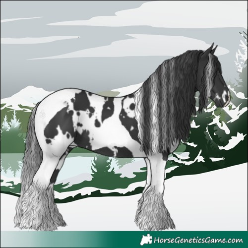 Horse Color:White Spotted Black Tobiano 
