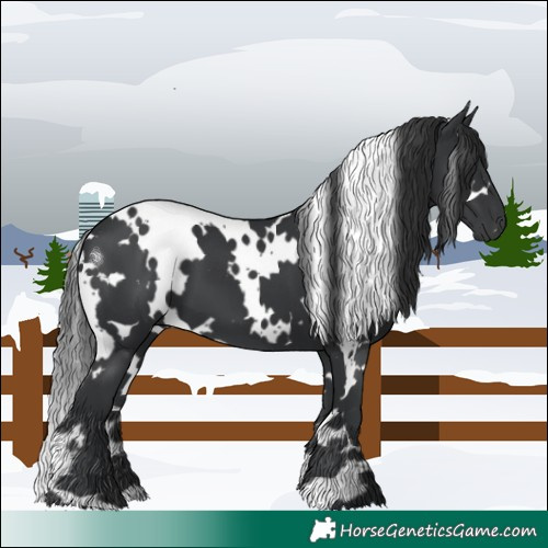 Horse Color:White Spotted Black 