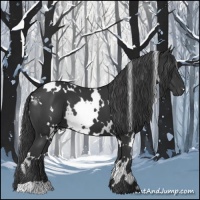 Horse Color:White Spotted Black