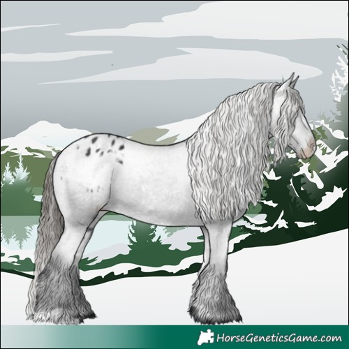 Horse Color:White Spotted Black Appaloosa 