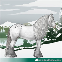 Horse Color:White Spotted Black Appaloosa 