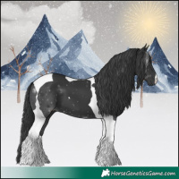 Horse Color:Black Tobiano 
