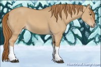 Horse Color:Red Dun 