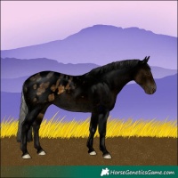 Horse Color:Void Silver Buckskin Roan Blanket 