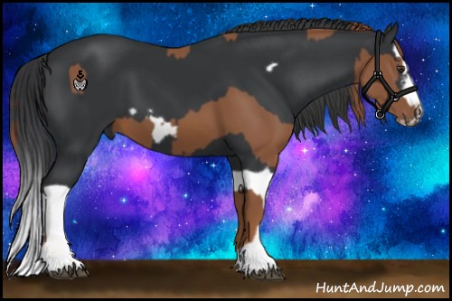 Horse Color:Chestnut Splash Frame  and Black Splash Frame 